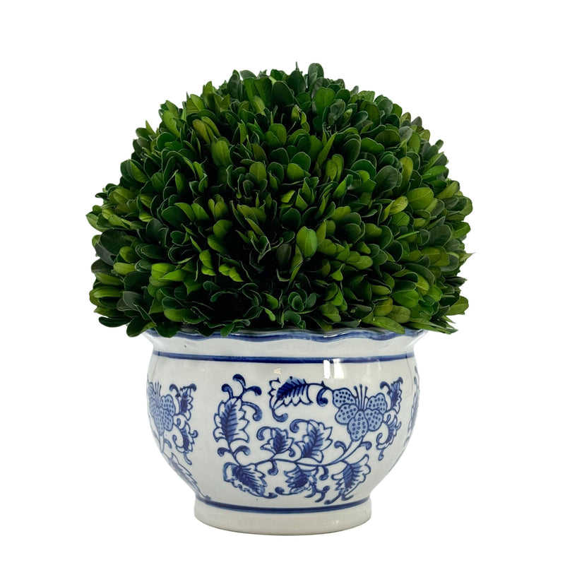 Boxwood Ball in Blue & White Ceramic Pot