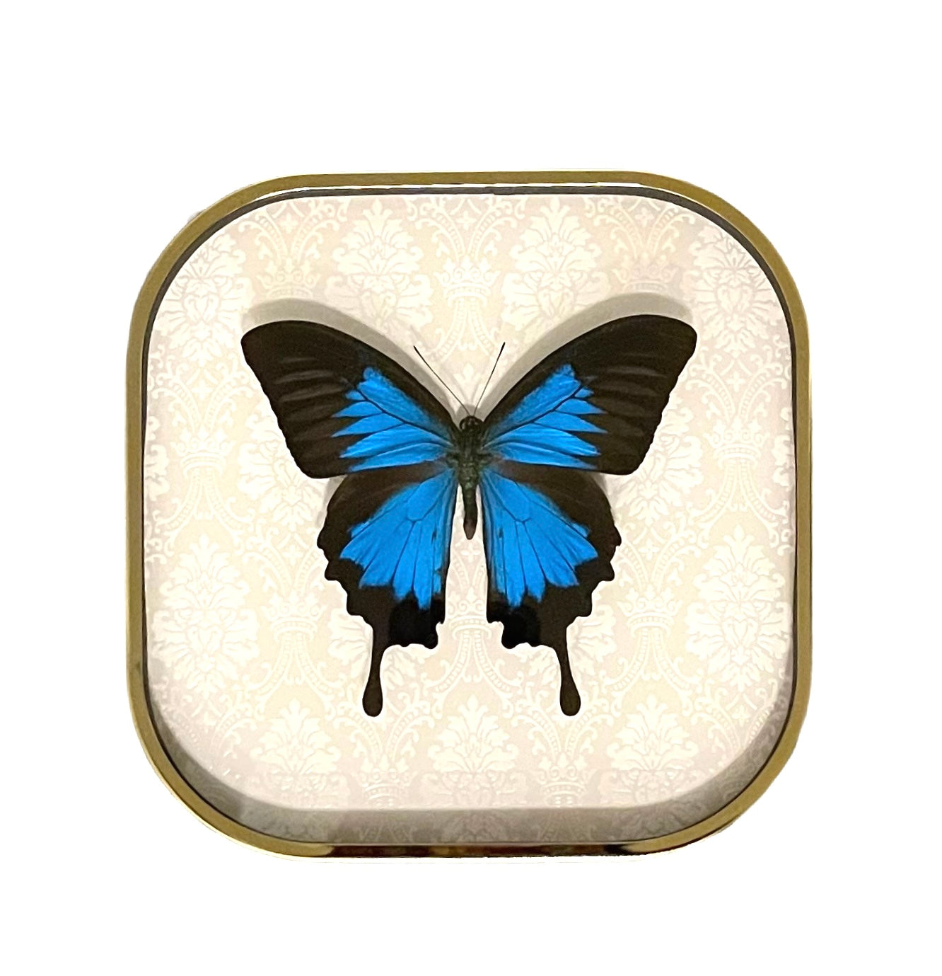 Blue Emperor Swallowtail