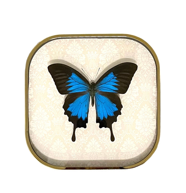Blue Emperor Swallowtail