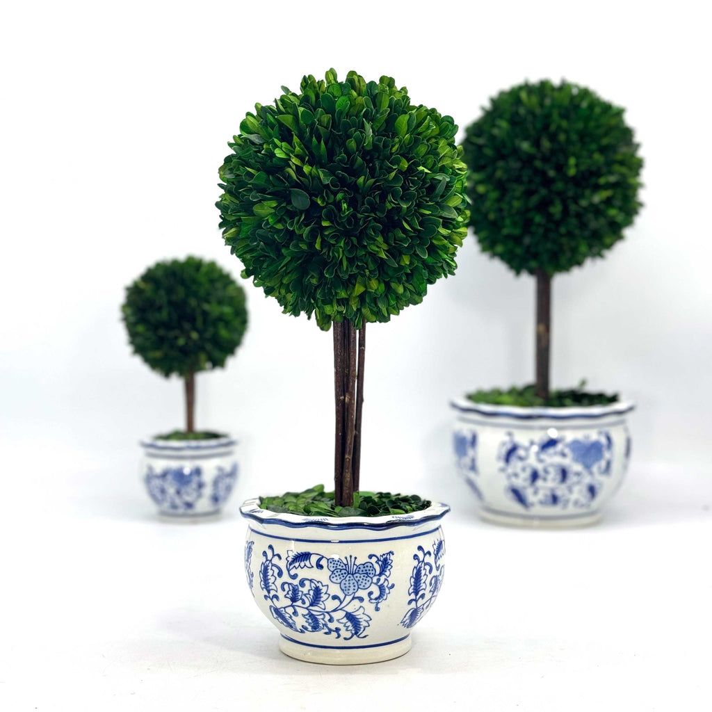Boxwood Ball Topiary Tree in Round Blue & White Ceramic Pot