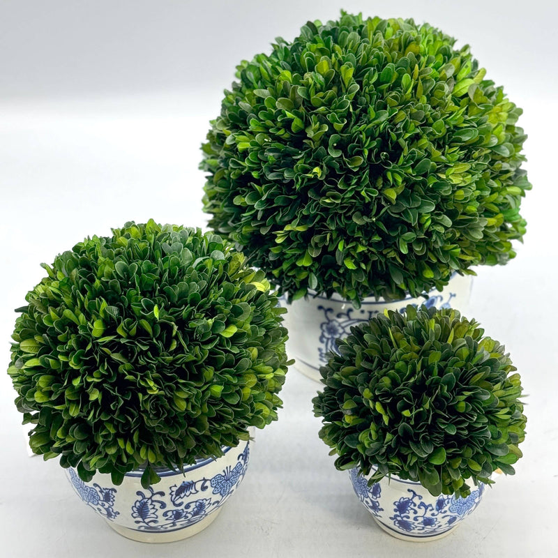 Boxwood Ball in Blue & White Ceramic Pot