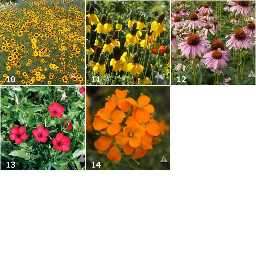 Wildflower Scatter Garden Seeds