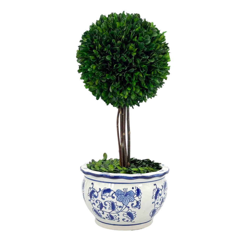 Boxwood Ball Topiary Tree in Round Blue & White Ceramic Pot