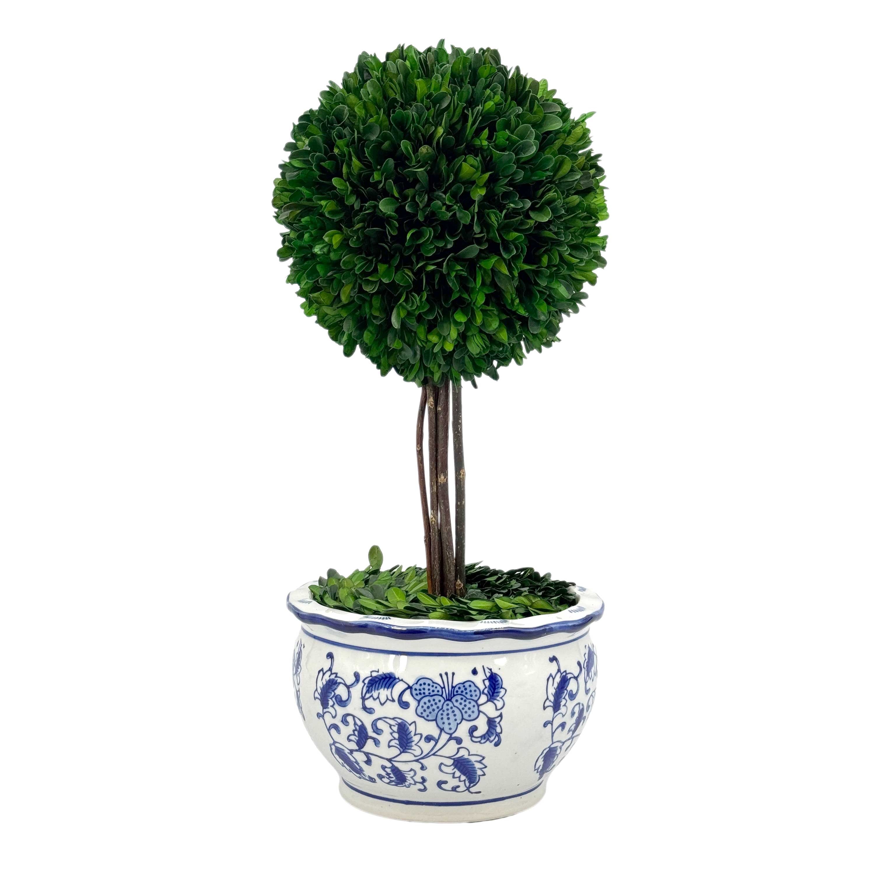 Boxwood Ball Topiary Tree in Round Blue & White Ceramic Pot