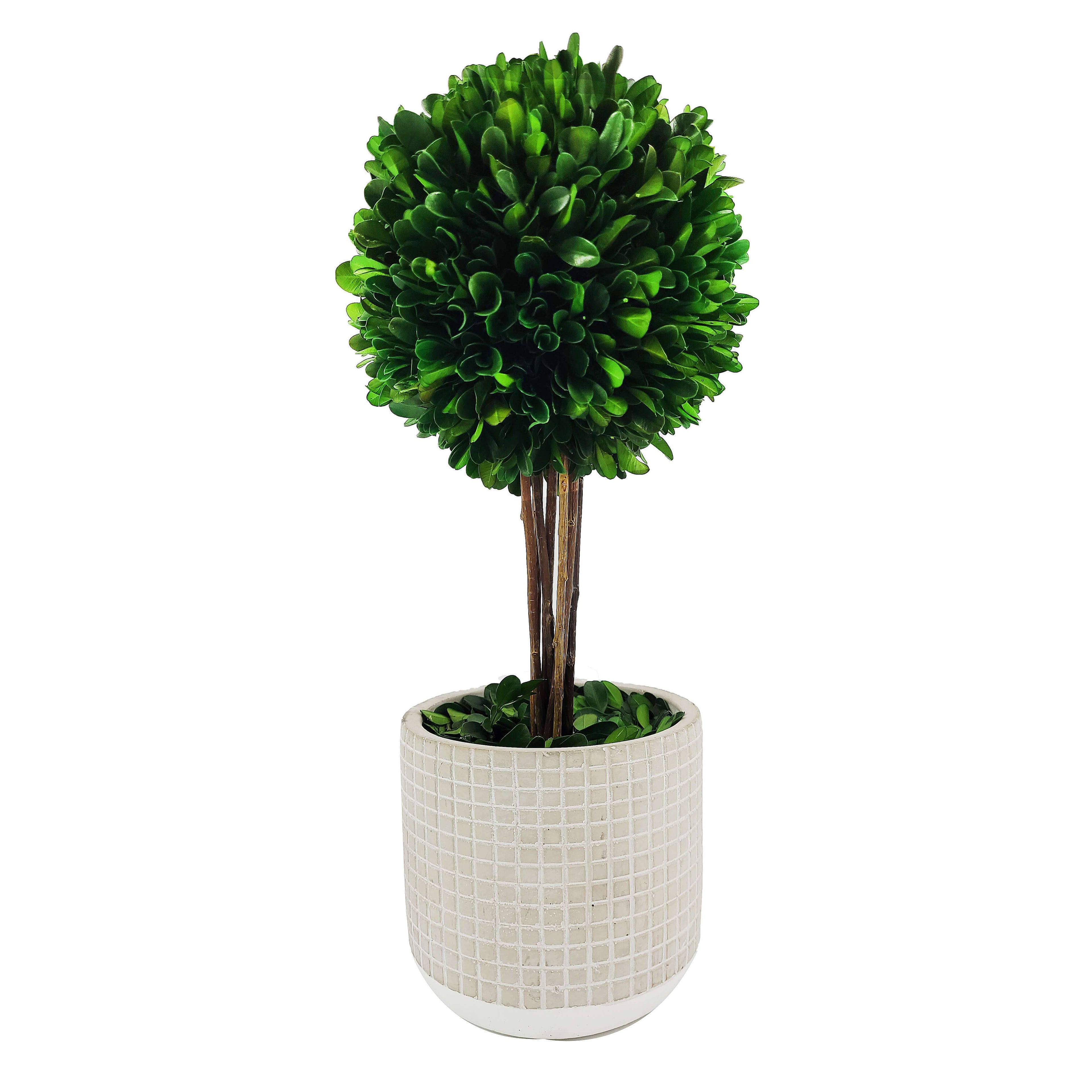 Preserved Boxwood Topiary 14"