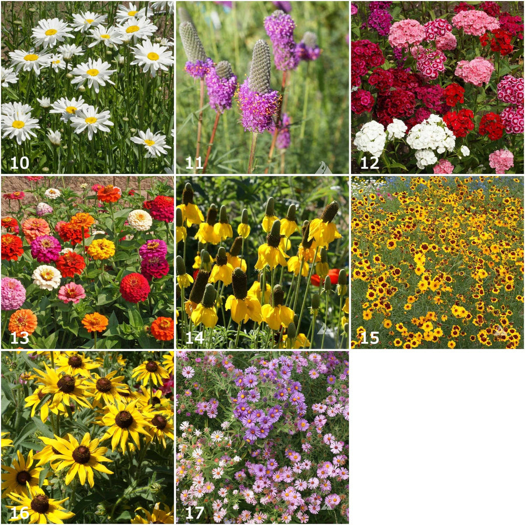 Songbird Scatter Garden Seeds