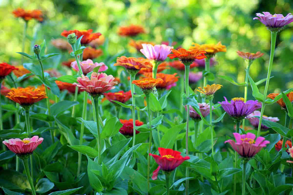 Flower Cutting Garden Box