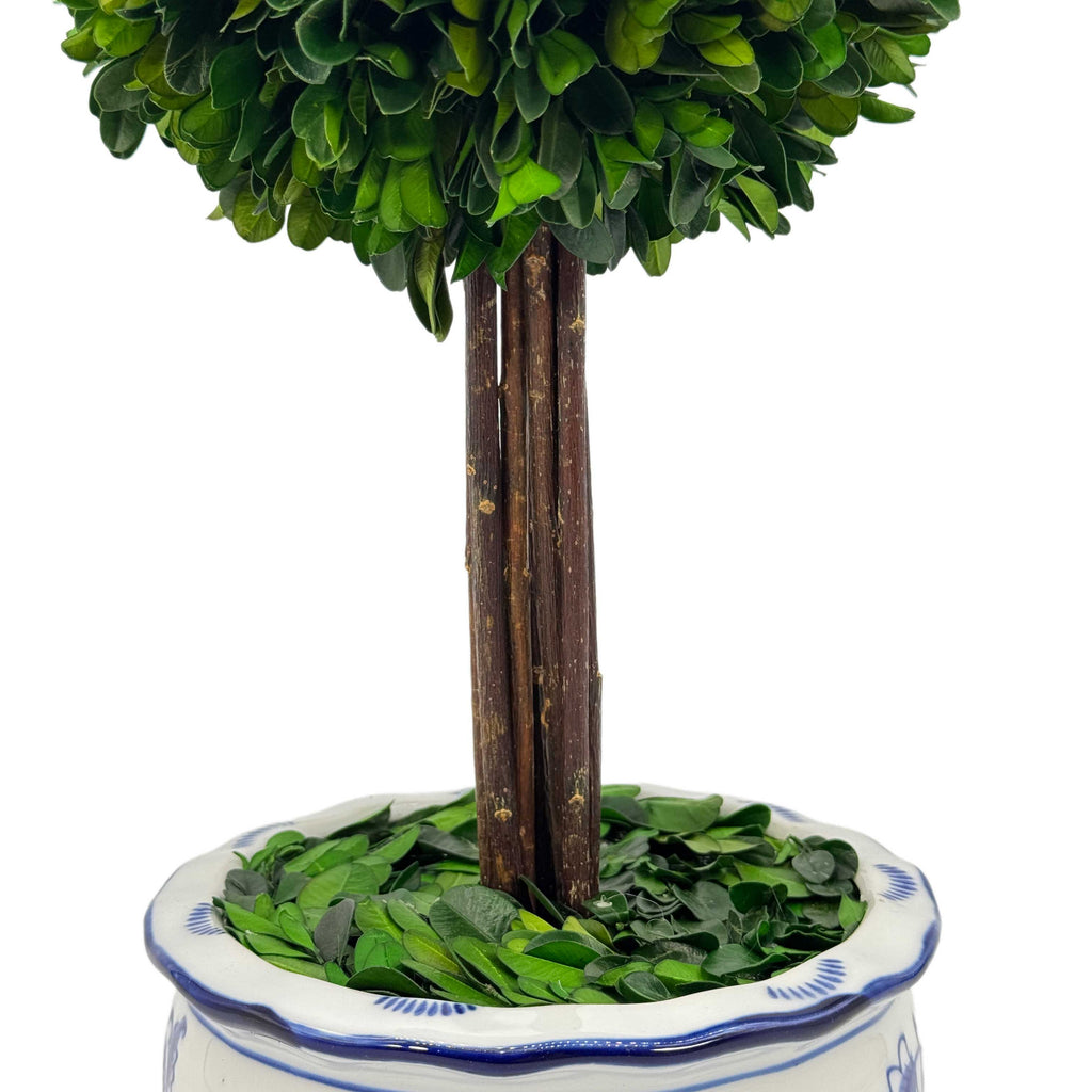Boxwood Ball Topiary Tree in Round Blue & White Ceramic Pot