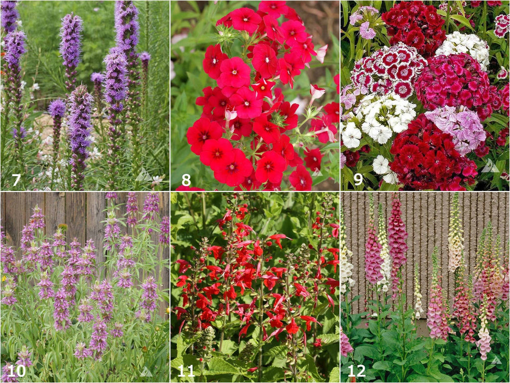 Hummingbird Scatter Garden Seeds