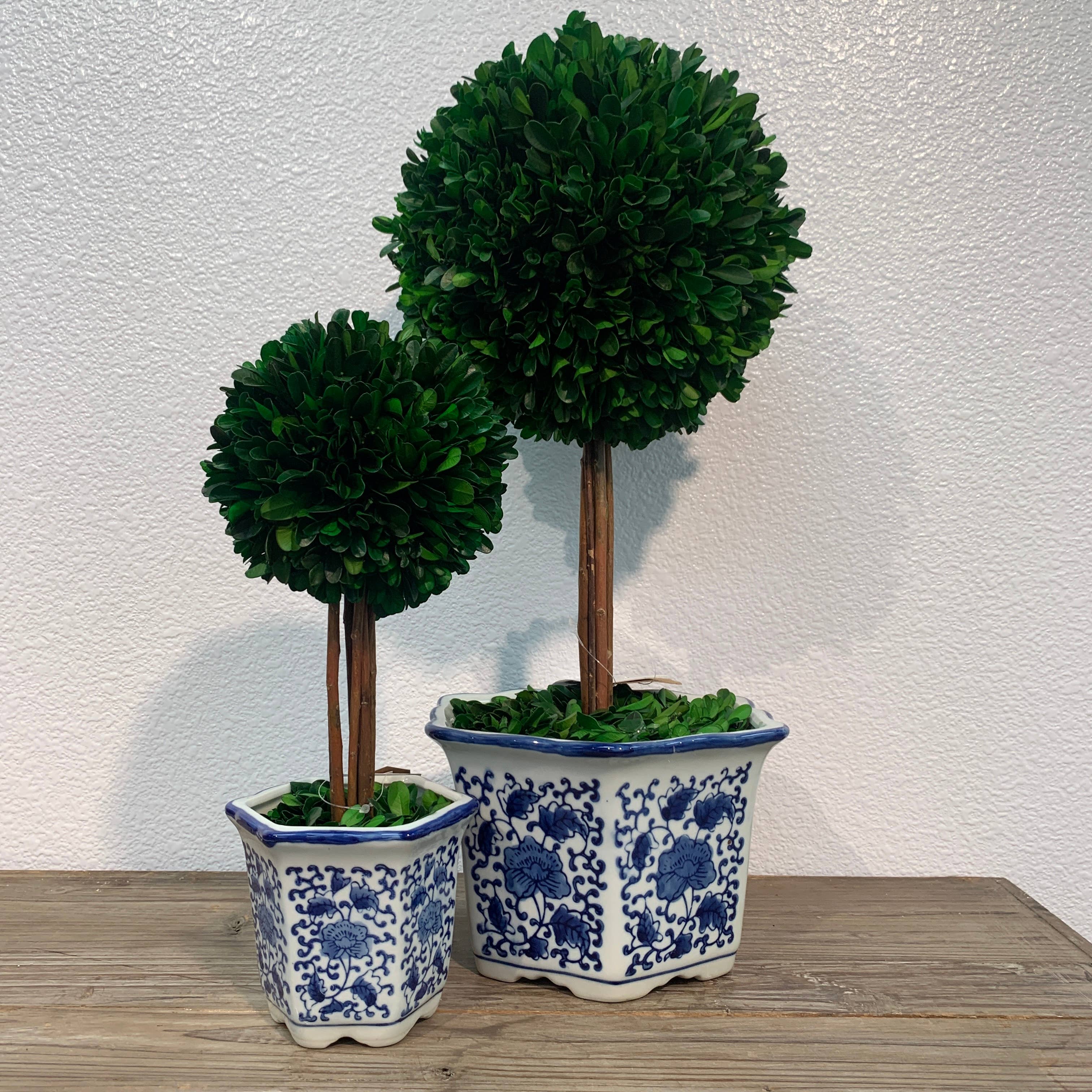 Boxwood Ball Topiary  in Blue & White Ceramic Pot