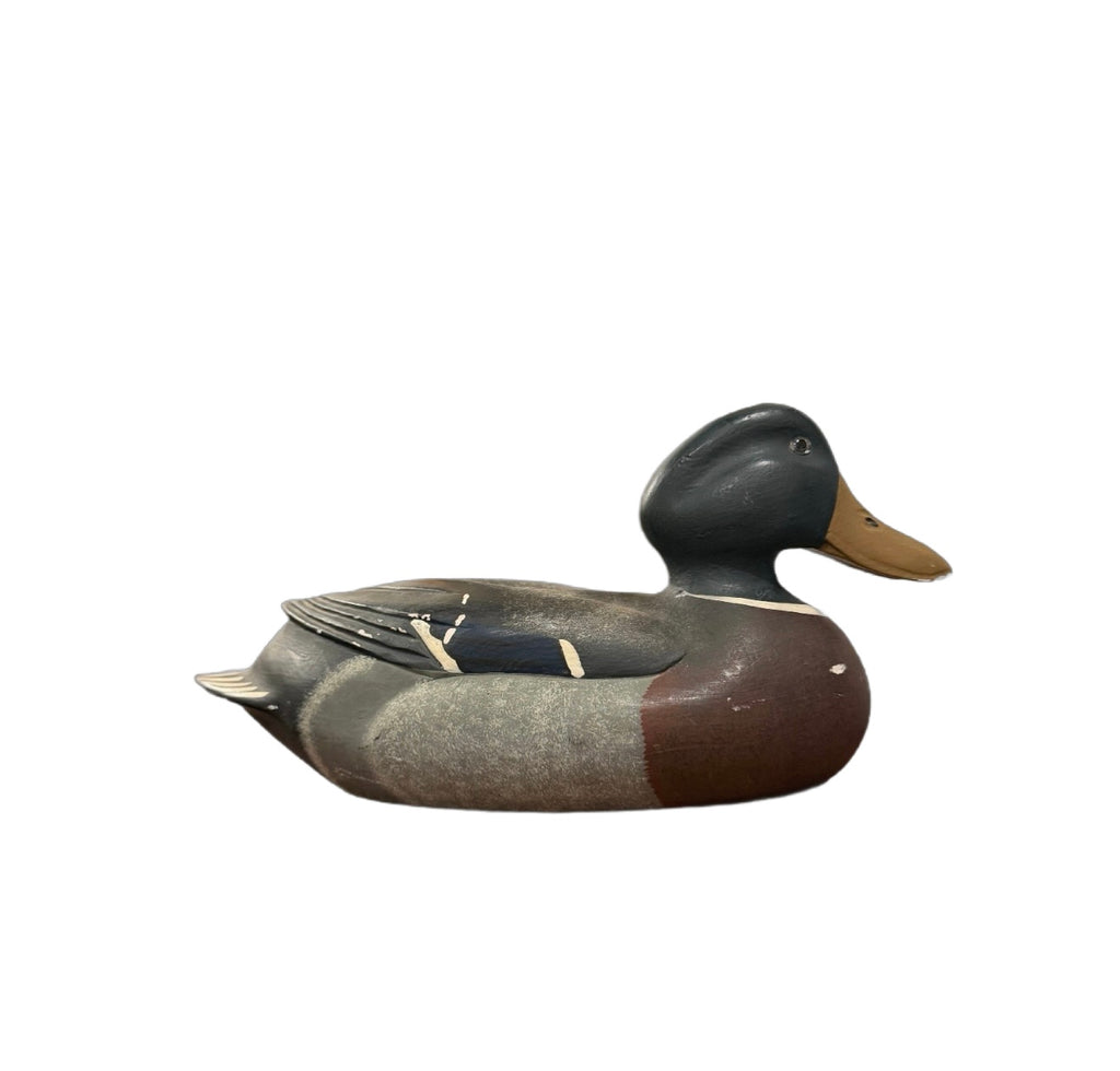 North American Mallard Duck