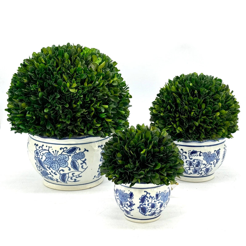 Boxwood Ball in Blue & White Ceramic Pot