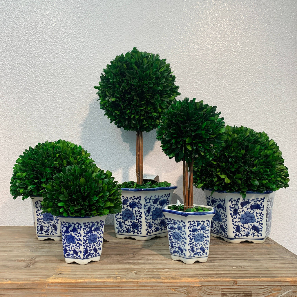 Boxwood Ball Topiary in Hexagon Blue & White Ceramic Pot