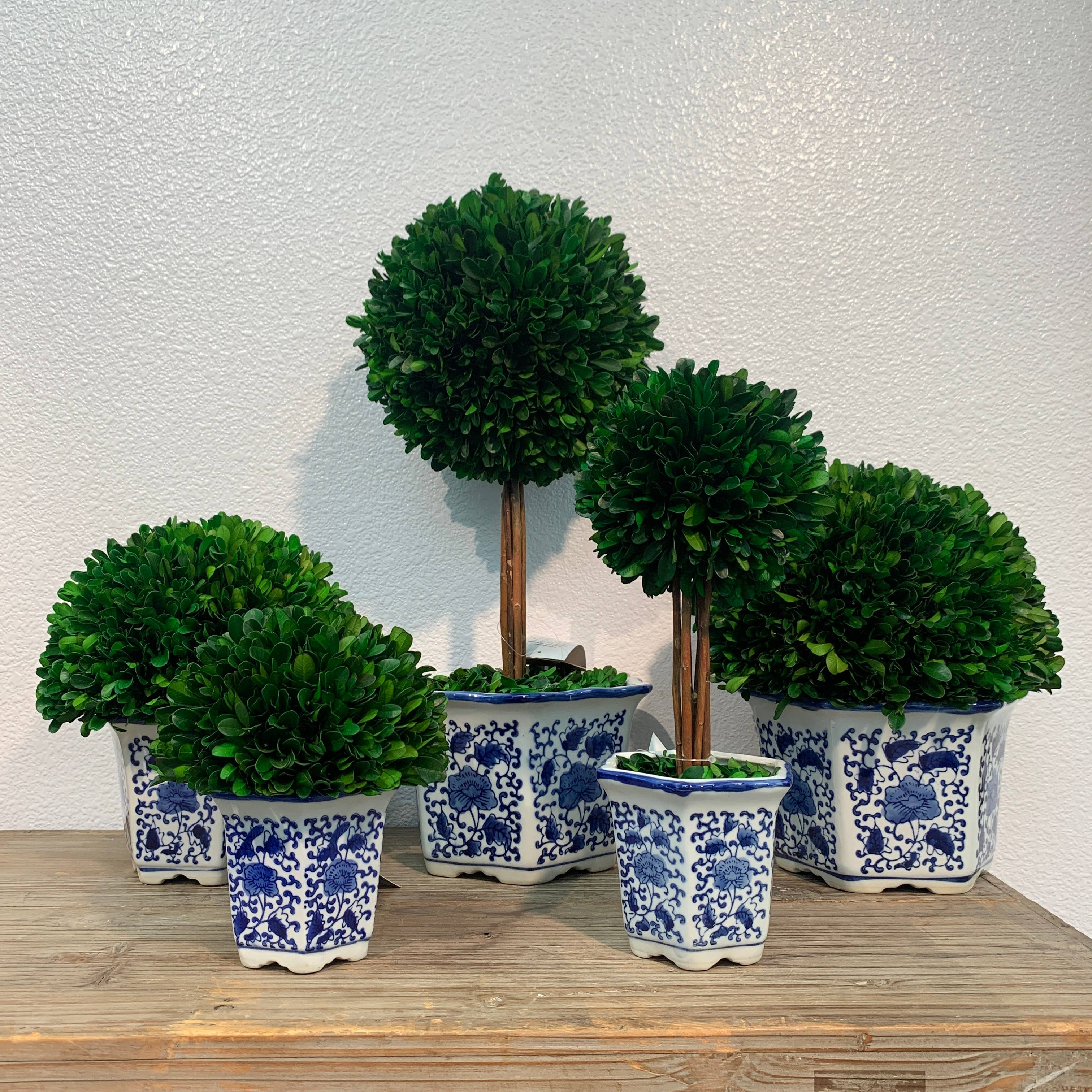 Boxwood Ball Topiary  in Blue & White Ceramic Pot