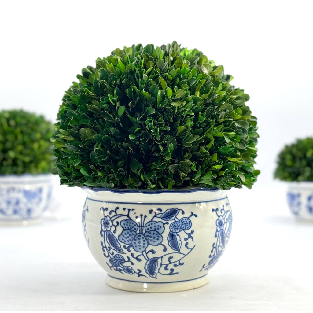 Boxwood Ball in Blue & White Ceramic Pot