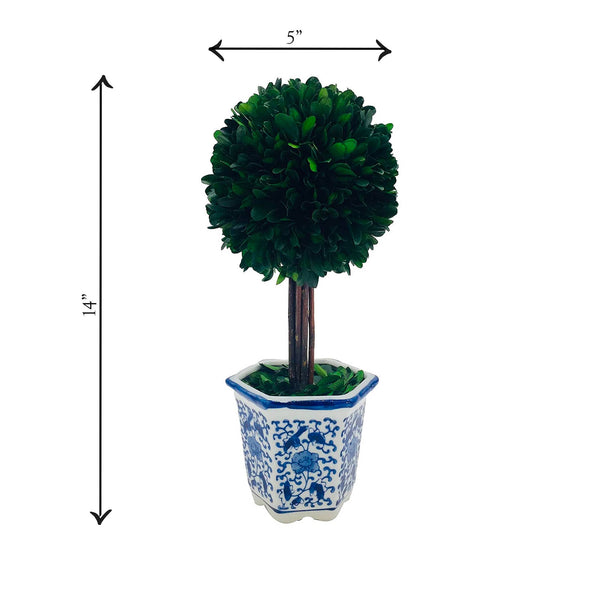 Boxwood Ball Topiary  in Blue & White Ceramic Pot