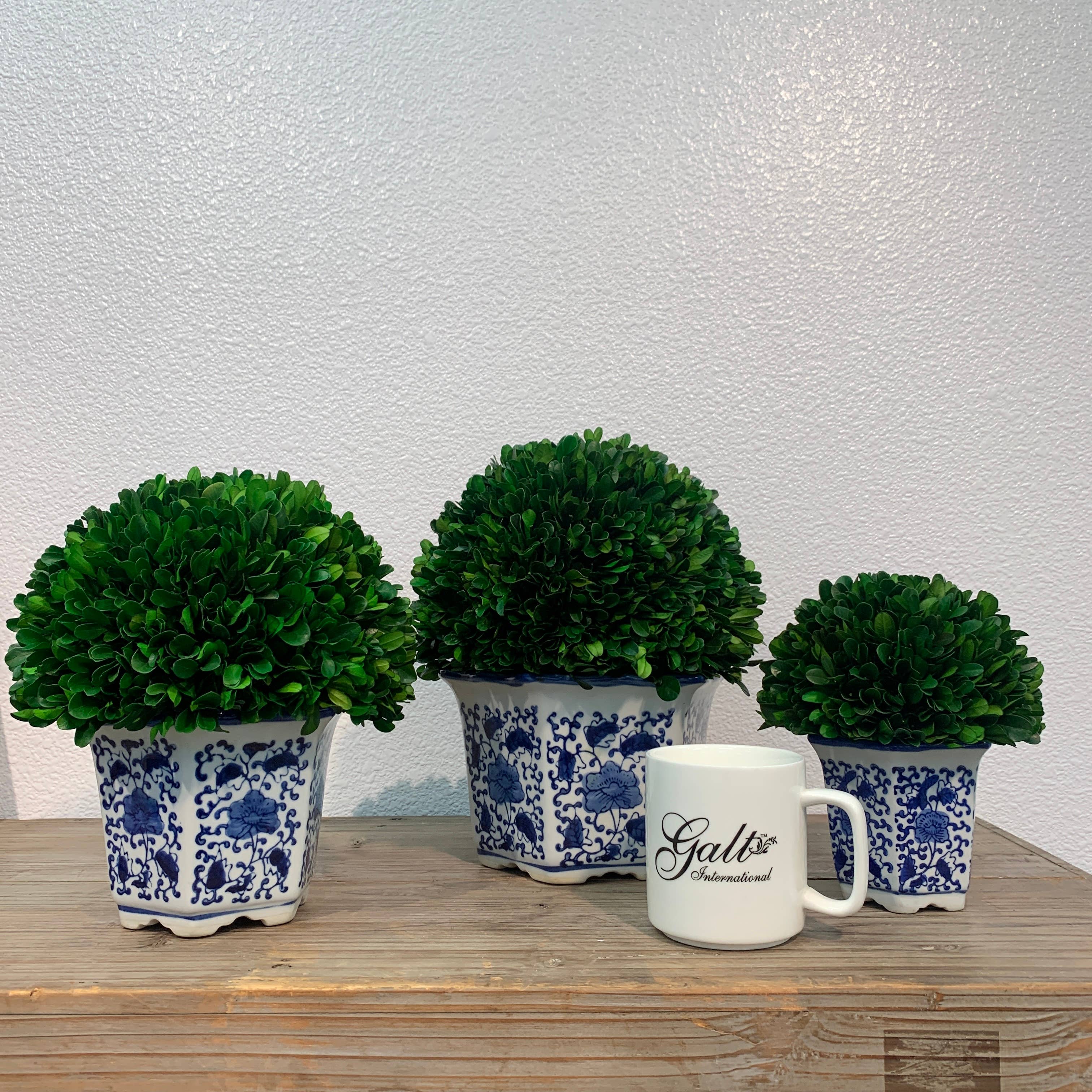 Boxwood Ball Topiary in Hexagon Blue & White Ceramic Pot