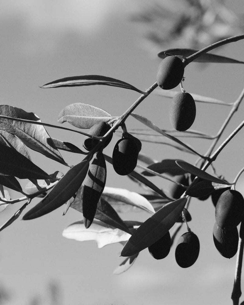 Organic Olive Oil
