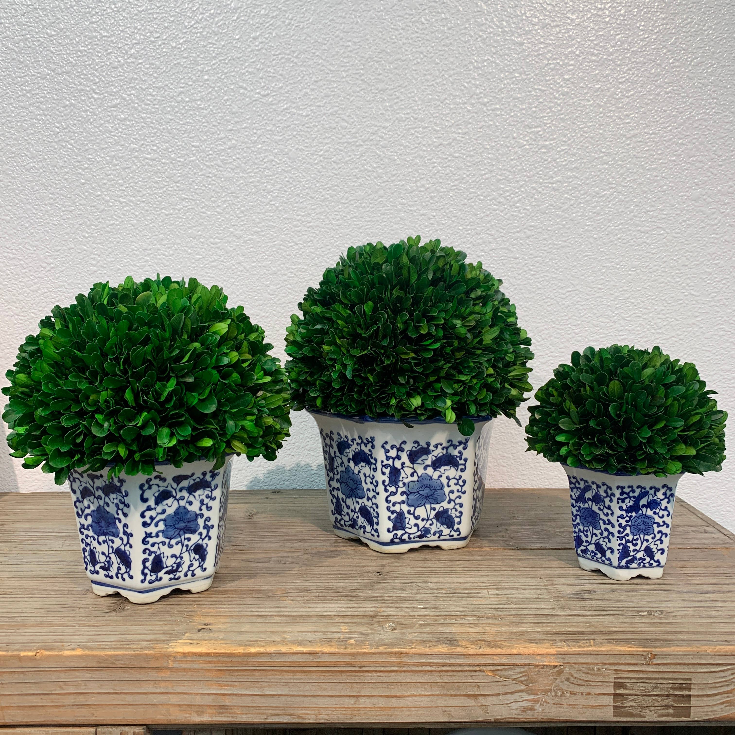Boxwood Ball Topiary in Hexagon Blue & White Ceramic Pot