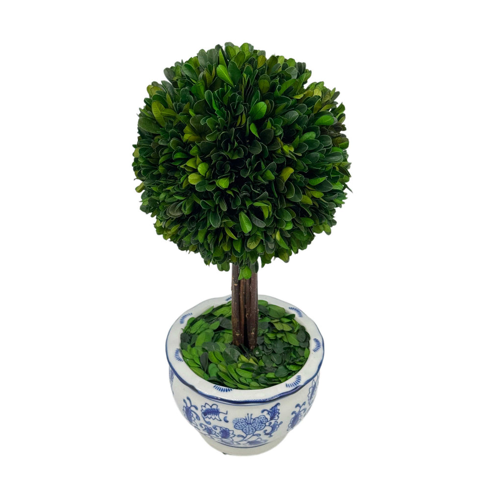 Boxwood Ball Topiary Tree in Round Blue & White Ceramic Pot