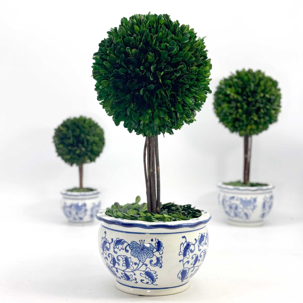 Boxwood Ball Topiary Tree in Round Blue & White Ceramic Pot