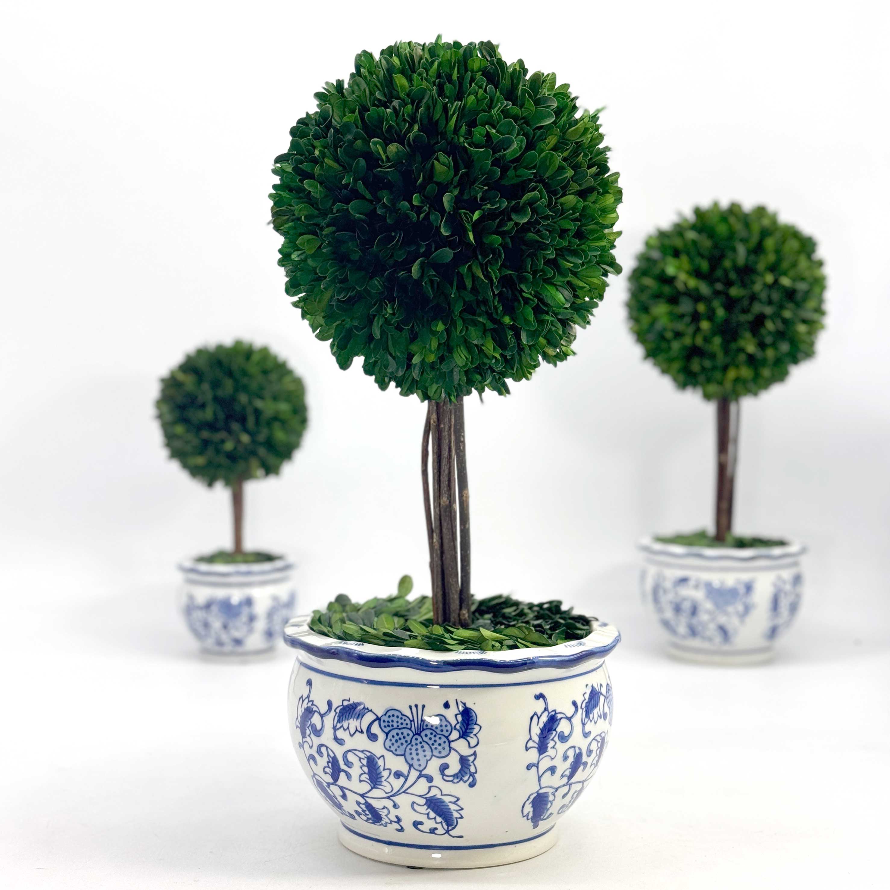 Boxwood Ball Topiary Tree in Round Blue & White Ceramic Pot