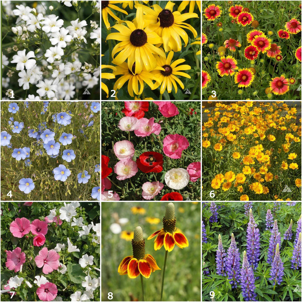 Wildflower Scatter Garden Seeds