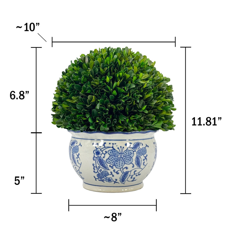 Boxwood Ball in Blue & White Ceramic Pot