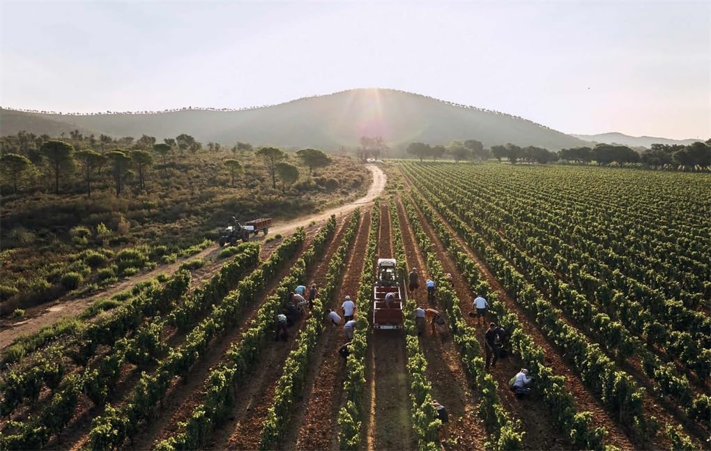 Chateau Leoube: Provence Living