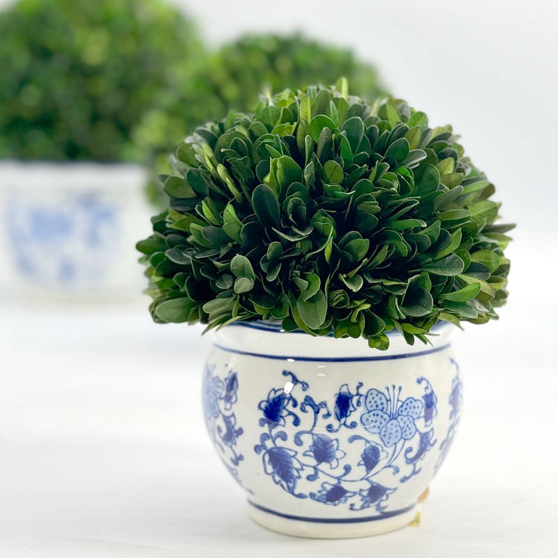 Boxwood Ball in Blue & White Ceramic Pot