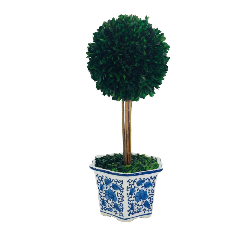 Boxwood Ball Topiary  in Blue & White Ceramic Pot