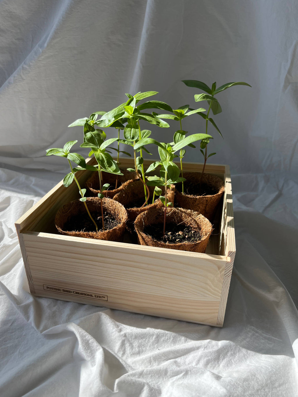 Flower Cutting Garden Box