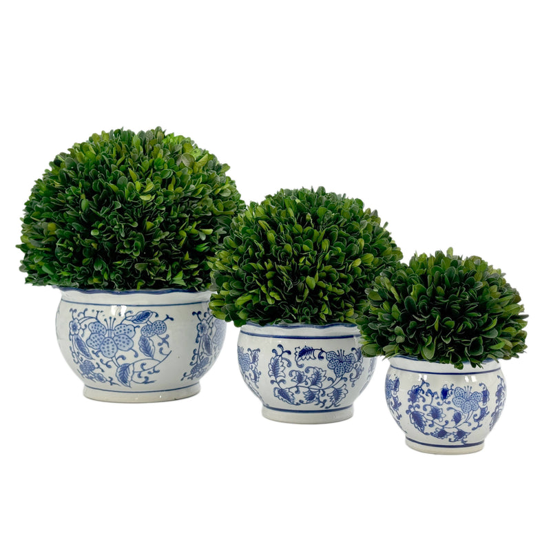 Boxwood Ball in Blue & White Ceramic Pot