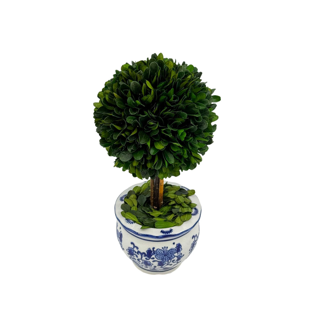 Boxwood Ball Topiary Tree in Round Blue & White Ceramic Pot