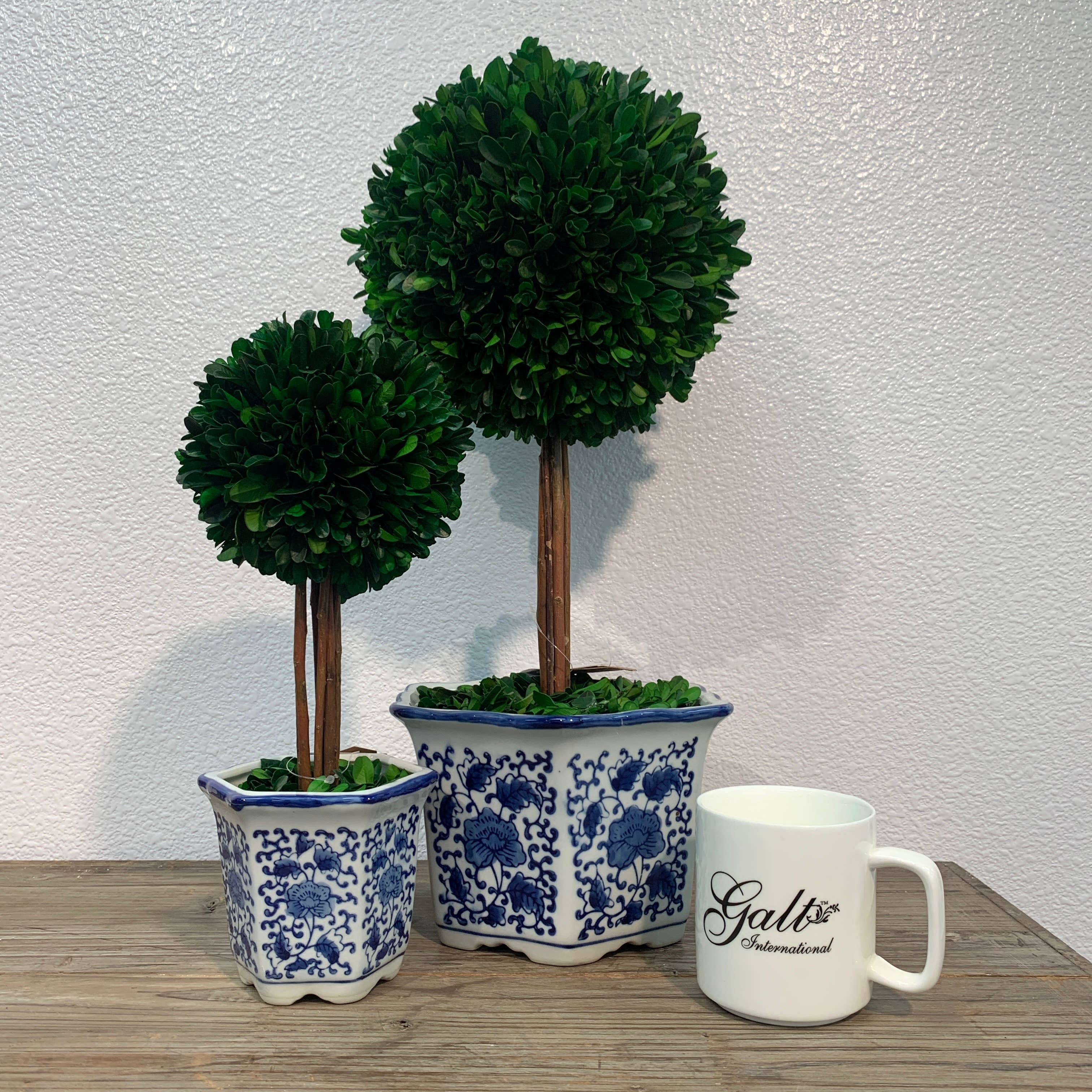 Boxwood Ball Topiary  in Blue & White Ceramic Pot