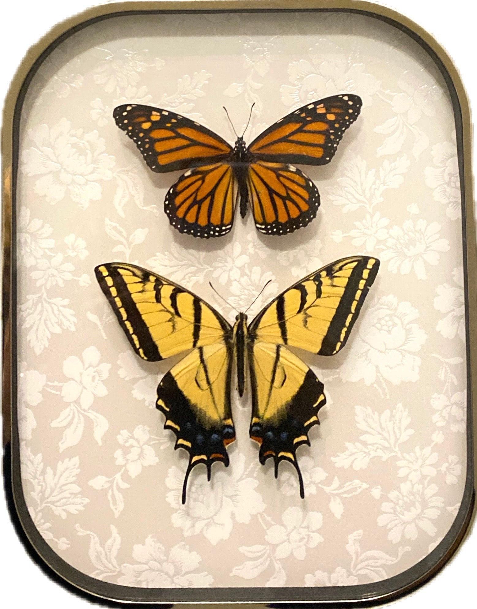 Swallowtail & Monarch