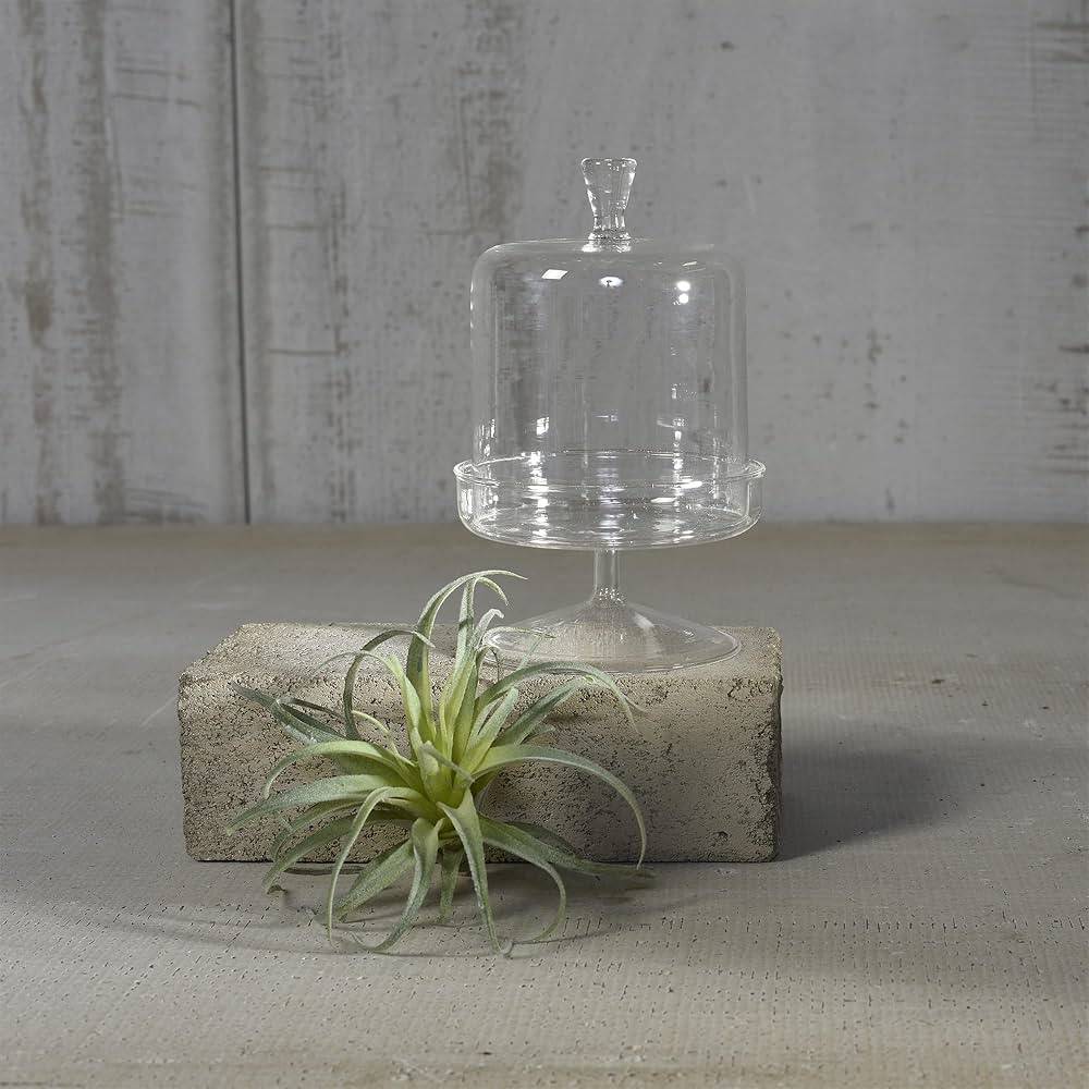 Vera Glass Dome & Pedestal