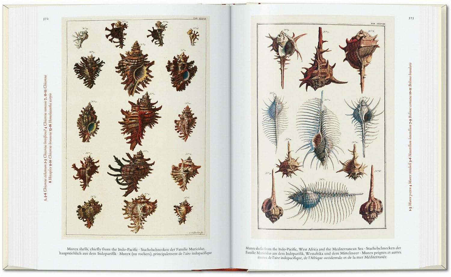 Cabinet of Natural Curiosities