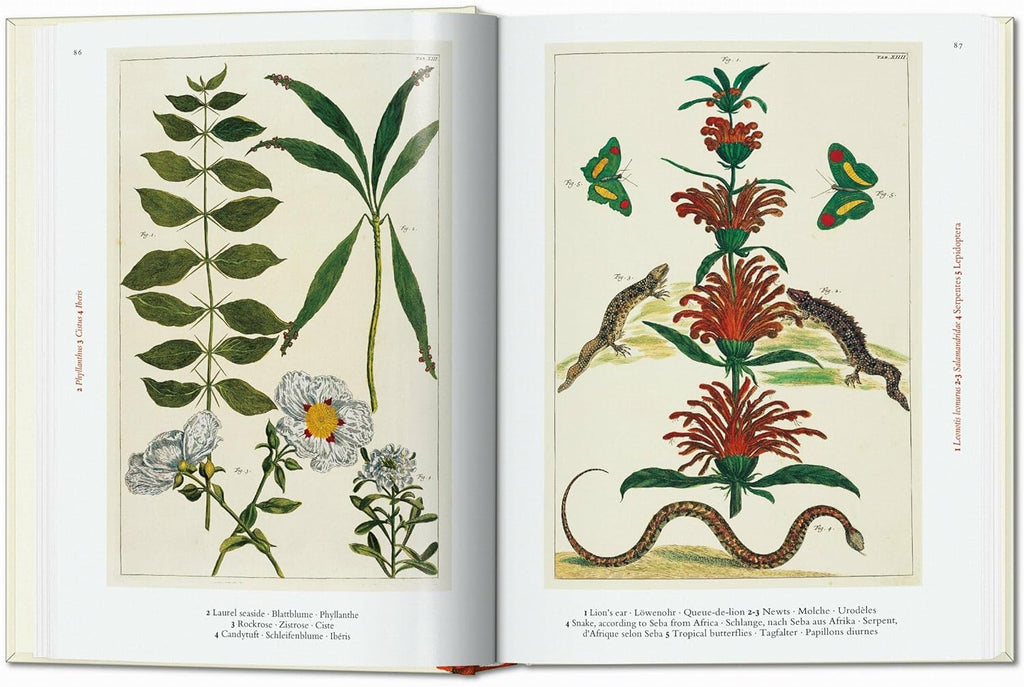 Cabinet of Natural Curiosities