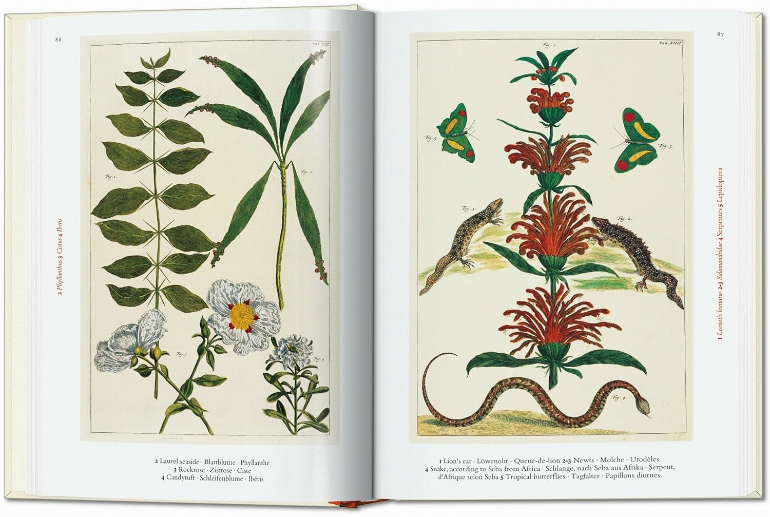 Cabinet of Natural Curiosities