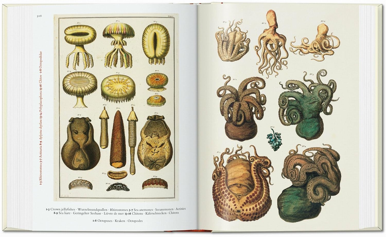 Cabinet of Natural Curiosities