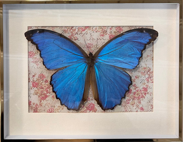 Blue Morpho