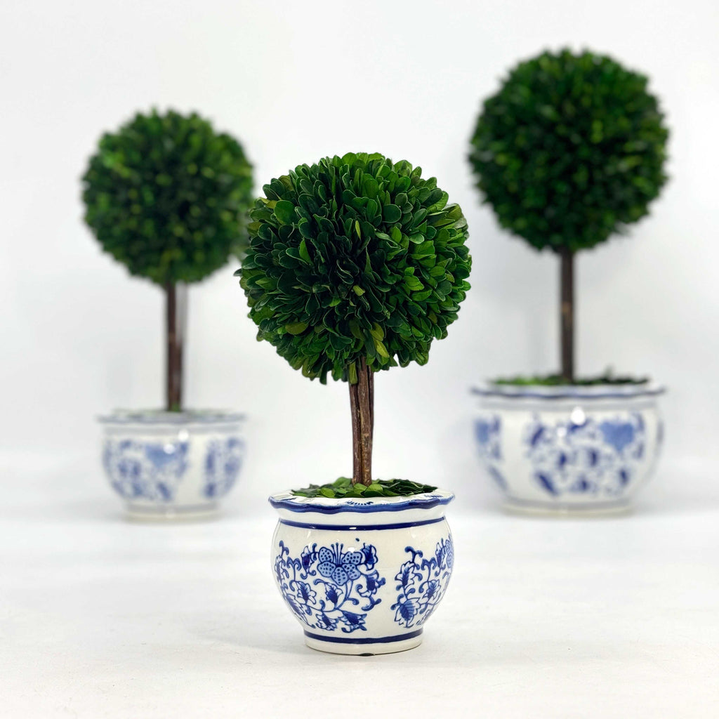 Boxwood Ball Topiary Tree in Round Blue & White Ceramic Pot