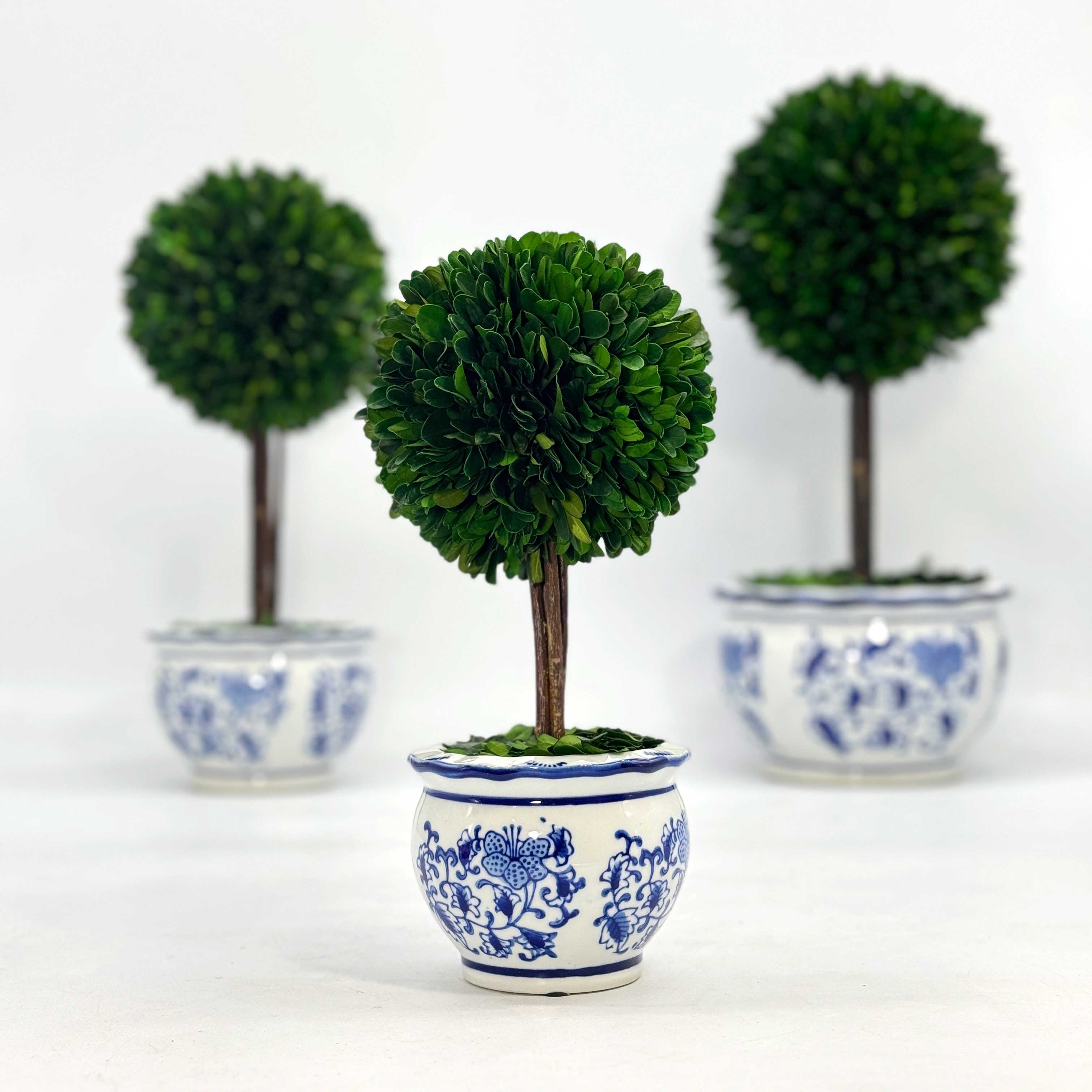 Boxwood Ball Topiary Tree in Round Blue & White Ceramic Pot
