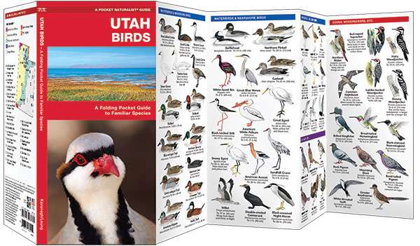 Utah Birds: A Folding Pocket Guide