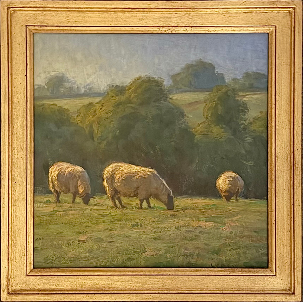 Grazing Sheep on the Mendips
