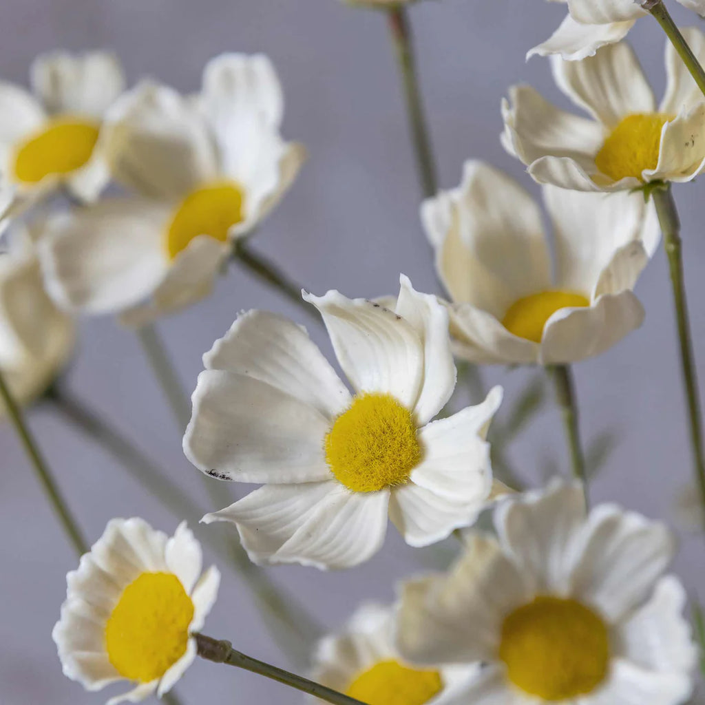 Artificial Cosmos Meadow