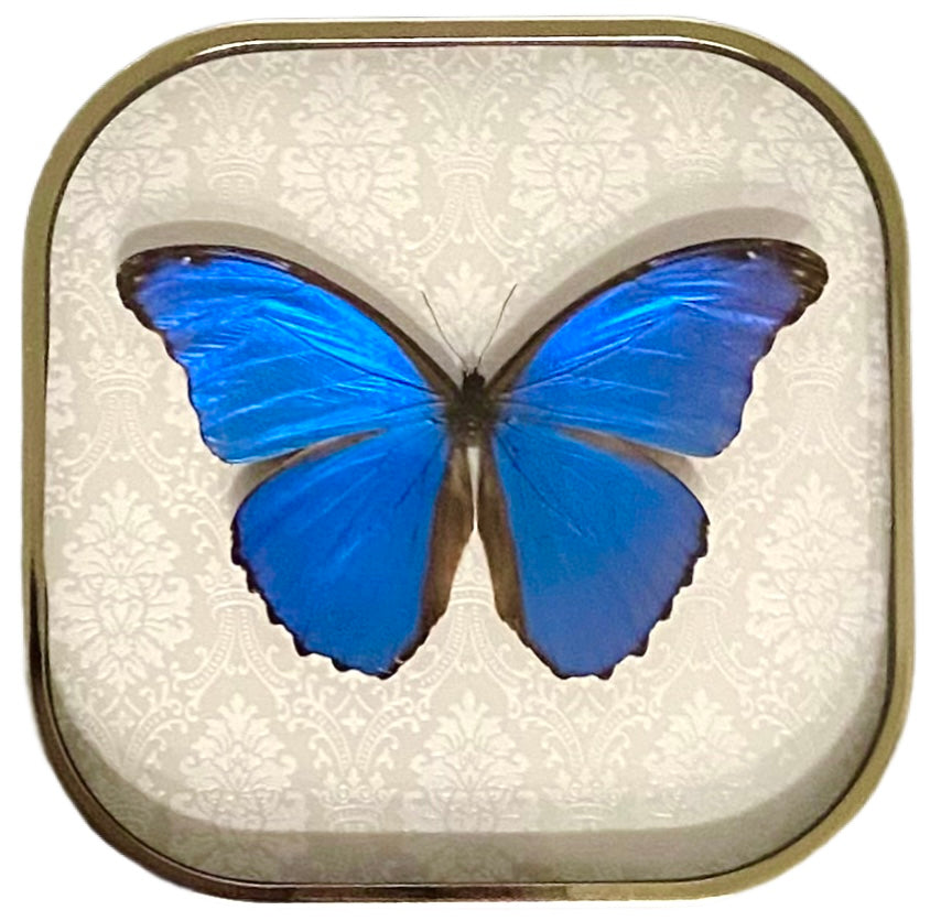 Blue Morpho