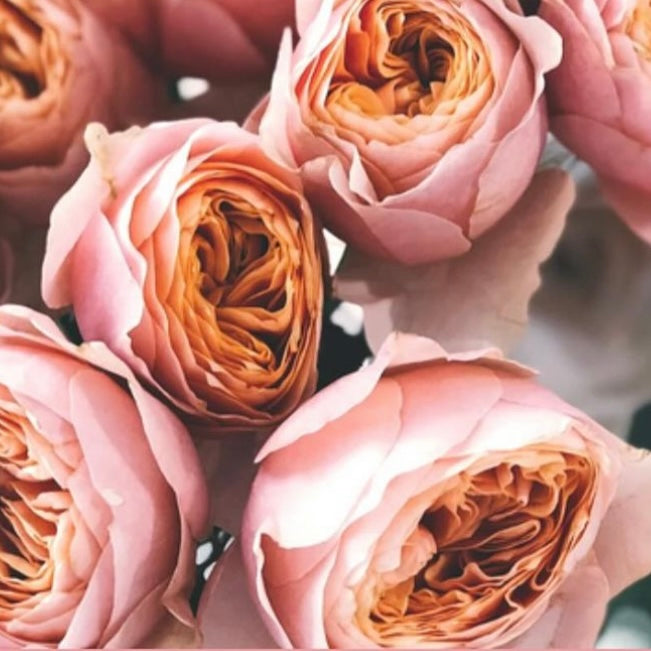 Dance Flowers - Lillabud Presell