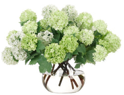 Snowball Hydrangea